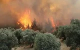 Orman yangınlarına ilişkin 6 kişi hakkında tutuklama kararı