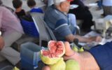 Bardacık incirinde rekolte yüz güldürdü!