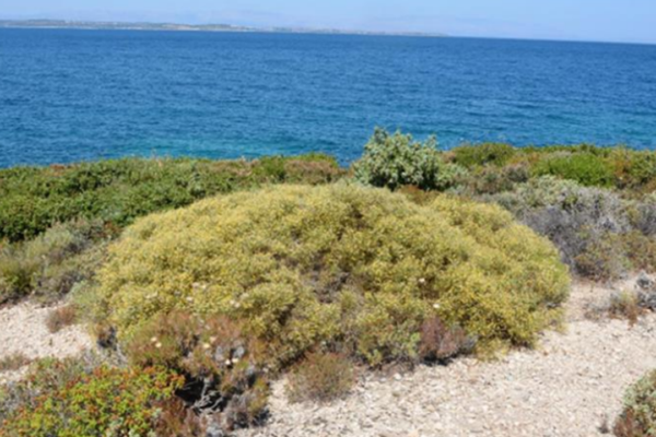Çeşme’de denize sıfır özel plan askıda! Çeşme’de denize sıfır özel plan askıda!